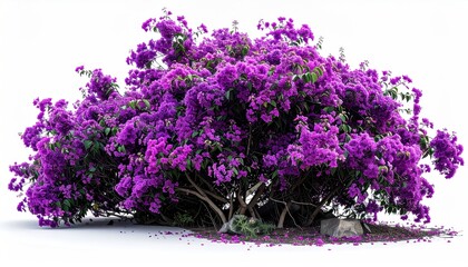 Lush, vibrant bush overflowing with purple flowers, isolated on a white background