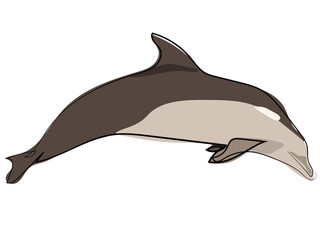 Dolphin in continuous line drawing style