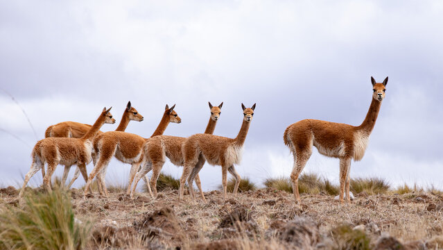 #Vicu&ntilde;as andes 