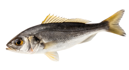 Anchovy isolated on white or transparent background