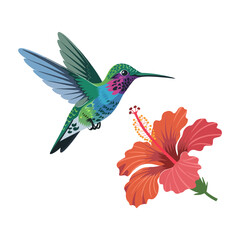 Colorful hummingbird with hibiscus bloom, clean white background, delicate feathers, bright tropical palette, fine detailed wildlife illustration