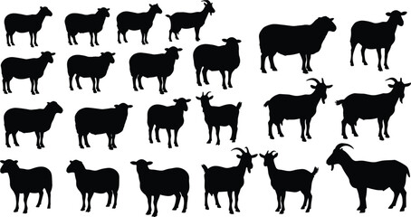 Sheep and goat silhouettes collection, black vector farm animals, livestock agriculture design, countryside rural artwork, domestic mammal farming illustrationSheep and goat silhouettes 
