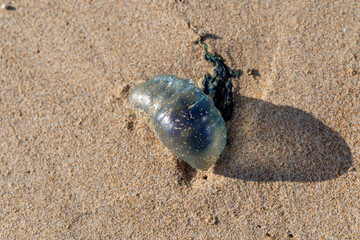 portuguese man of war, jellyfish, bluebottle, Atlantic Ocean, Dangerous, bag, Europe, coast, planet, marine, jungle, animal, nice, bag, predator, Portugal, tentacle, Centaurea cyanus, animal, aquatic,