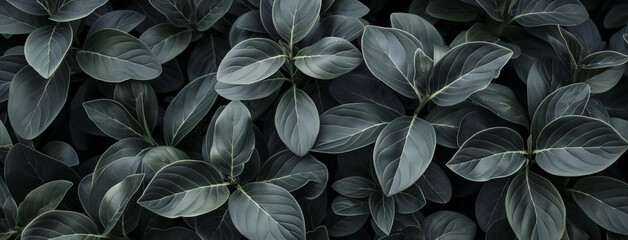 Textura de folhagem cinzenta ou verde escura em close-up