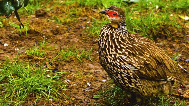 Close up of Yellow-necked Francolin moving around bushes looking around