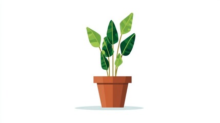A potted green plant with large, pointed leaves in a terracotta pot against a white background.