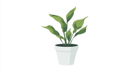 Small potted green houseplant with leaves and new growth isolated on a white background