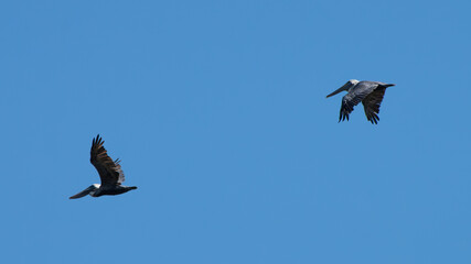 Juvenile Brown Pelicans in Flight Showing Wings Up and Wings Down