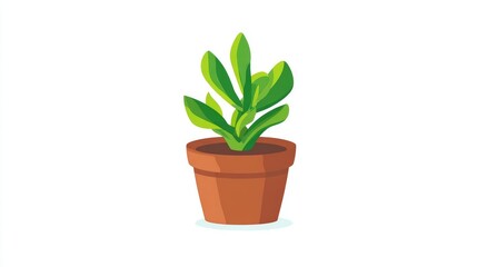 Fototapeta premium A small green succulent plant growing in a terracotta pot on a white background.