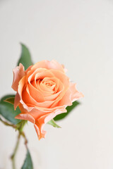 オレンジ色のバラ