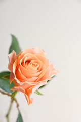 オレンジ色のばら