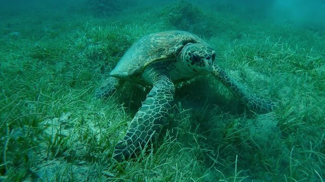Camera approaches to sea turtle stands on its front flippers and chews sea grass on a sandy-silty bottom, Slow motion of a very old male Hawksbill Sea Turtle, Eretmochelys imbricata with twisted shell
