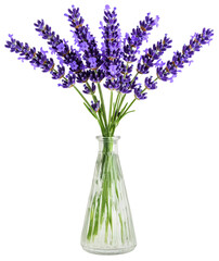 lavender flowers in a glass vase isolated on white background