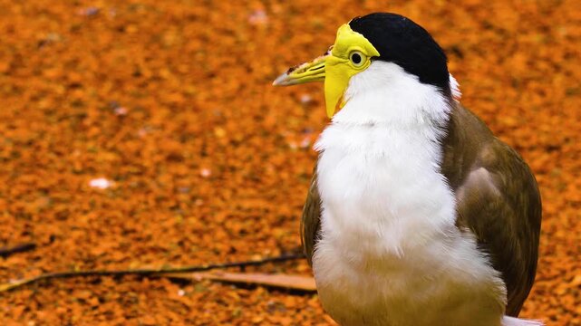 Close up of a masked lapwing bird standing on the ground cleaning it self ona sunny spring day