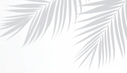 Fototapeta premium Silhouetted fronds cast shadows against a clean white backdrop
