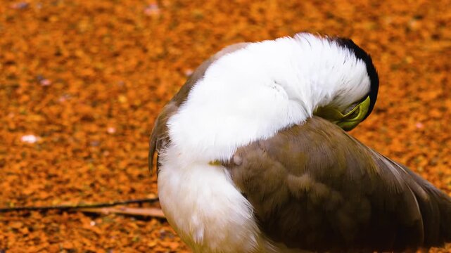 Close up of a masked lapwing bird standing on the ground cleaning it self ona sunny spring day