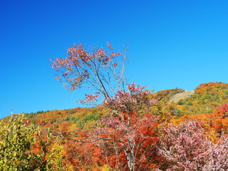 Colorful autumn trees with bright red foliage in Quebec forest