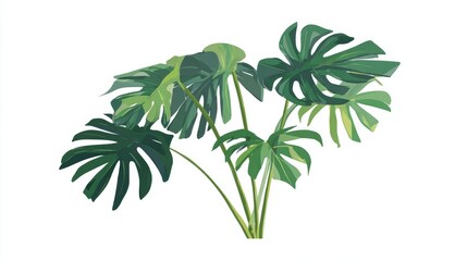 Obraz premium Illustration of a lush, vibrant Monstera deliciosa plant with large, split leaves, showcasing botanical detail.