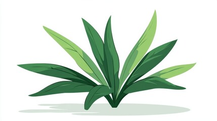 Fototapeta premium Fresh aloe vera plant in a green pot, with thick leaves and a botanical feel, isolated on white