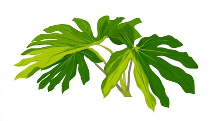 Obraz premium A vibrant illustration of two large, deeply lobed green leaves with a lighter green hue near the edges, set against a stark white background.