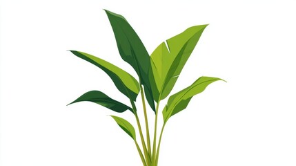 Vibrant green tropical plant with broad leaves on a white background, showcasing natural foliage and botanical beauty.