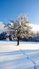 Snowy tree in field
