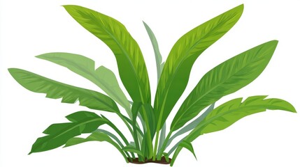 Fototapeta premium Illustration of a lush green plant with broad leaves, isolated on white.
