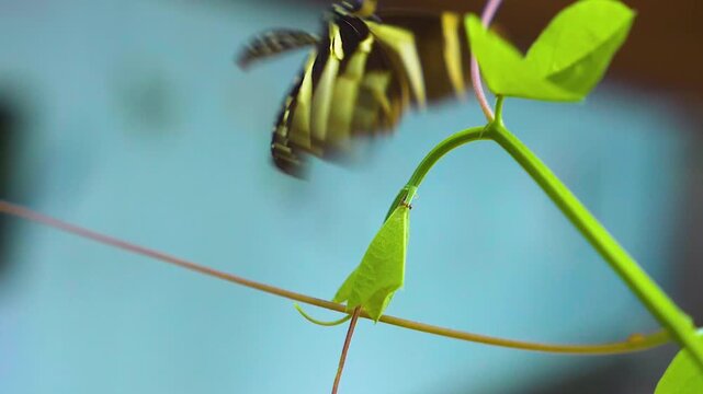 Close up of a zebra longwing butterfly moving around a yellow flower in slow motion on a sunny day