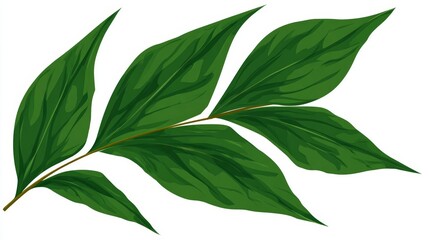 Close-up of fresh green leaves and a branch of foliage isolated on a white background