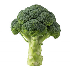 Vibrant green broccoli head with textured florets and thick stalk isolated on a transparent background