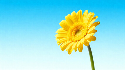 Yellow gerbera daisy on blue background