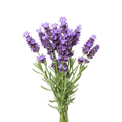 Naklejka premium lavender isolated on white background