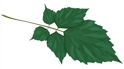Close-up illustration of a green leaf with serrated edges and a long stem, isolated on white.