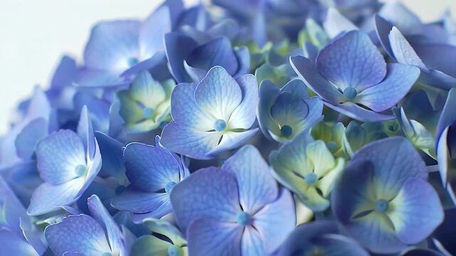 Close Up View of a Blue Hydrangea Blossom with Detailed Petals and Soft White Background Macro Photography