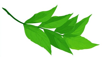 A fresh green leaf or branch of foliage from a plant or tree, often shown in closeup as an isolated object on a white background, is a common image for stock photography