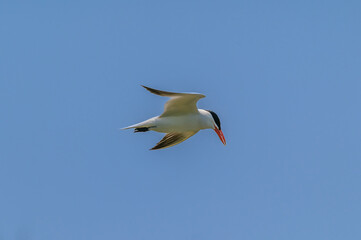 Caspian Tern Flying over Shiawassee National Wildlife Refuge, near Saginaw, Michigan.