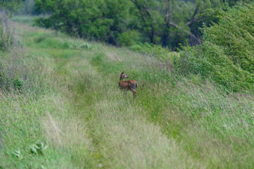 White Tail Deer at Shiawassee National Wildlife Refuge, near Saginaw, Michigan.