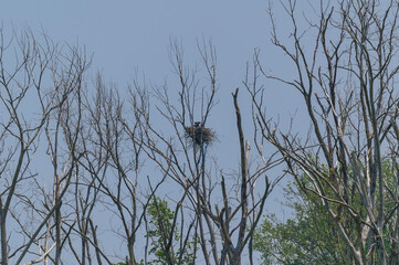 Young Eaglet Twins on Their Nest at Shiawassee National Wildlife Refuge, near Saginaw, Michigan.
