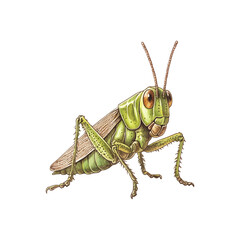 grasshoper hand drawn illustration