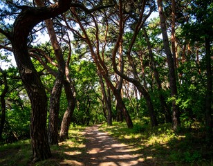 Sunlight filtering through a dense pine forest path