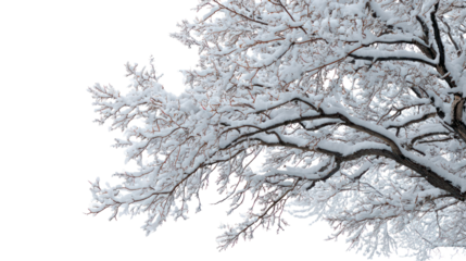 Close up of a snow covered tree branch isolated on transparent background