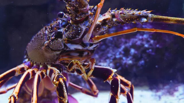 Close up of a lobster head moving his arms while resting between rocks underwater