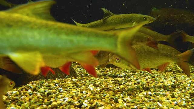 Close up of a school of perch fish swimming around underwater near the seabed