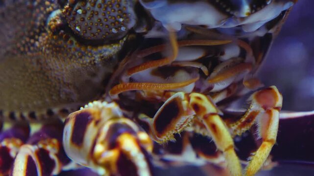 Close up of a lobster head moving his arms while resting between rocks underwater