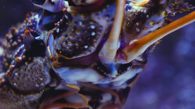 Close up of a lobster head moving his arms while resting between rocks underwater