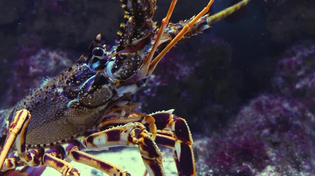 Close up of a lobster head moving his arms while resting between rocks underwater