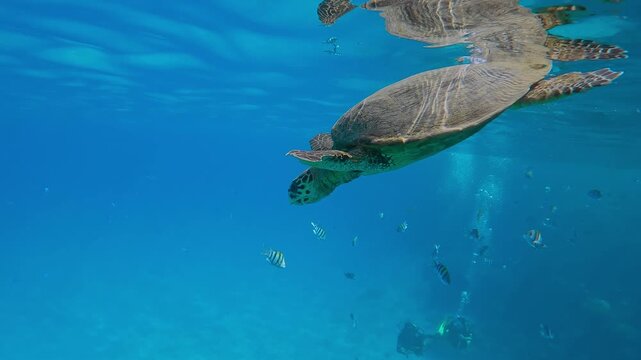 Sea Turtle swims below turquoise surface of water in bright sunny day, divers looking at it from bottom in background, Slow motion of Hawksbill Sea Turtle or Bissa, Eretmochelys imbricata