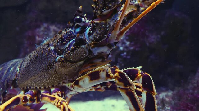 Close up of a lobster head moving his arms and front legs while resting between rocks underwater