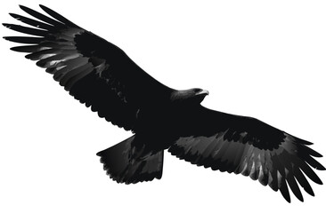 Dynamic silhouette of a majestic bird of prey in flight, wings fully extended. Powerful raptor soaring, isolated on white background.