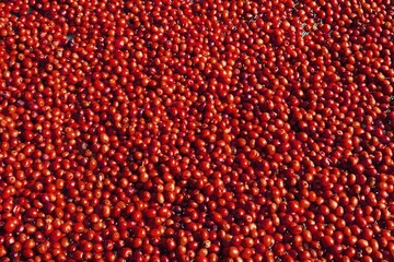 close up of fresh coffee beans for background                 